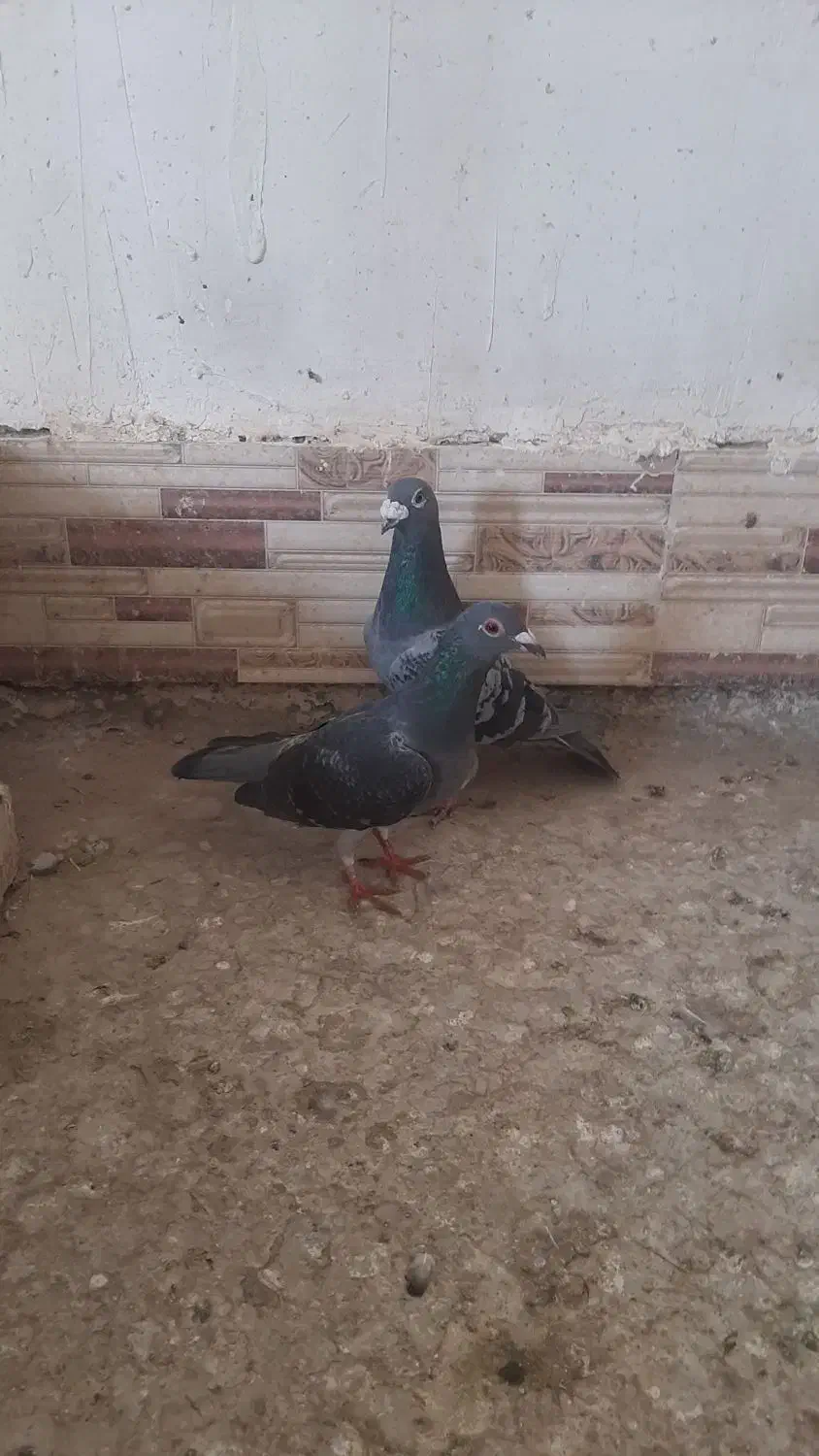 چاپی|پرنده|هیرمند, |دیوار