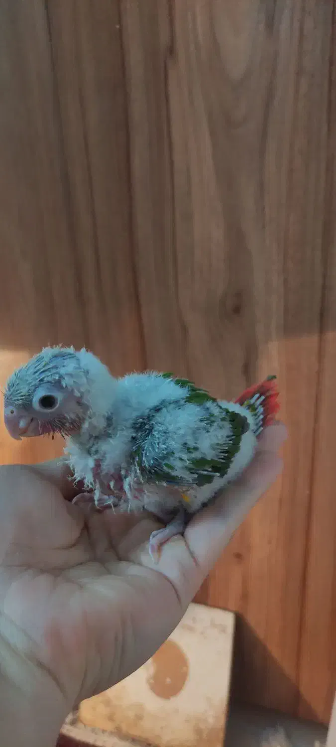 گرینچیک سرلاکی|پرنده|مشهد, گلبرگ|دیوار