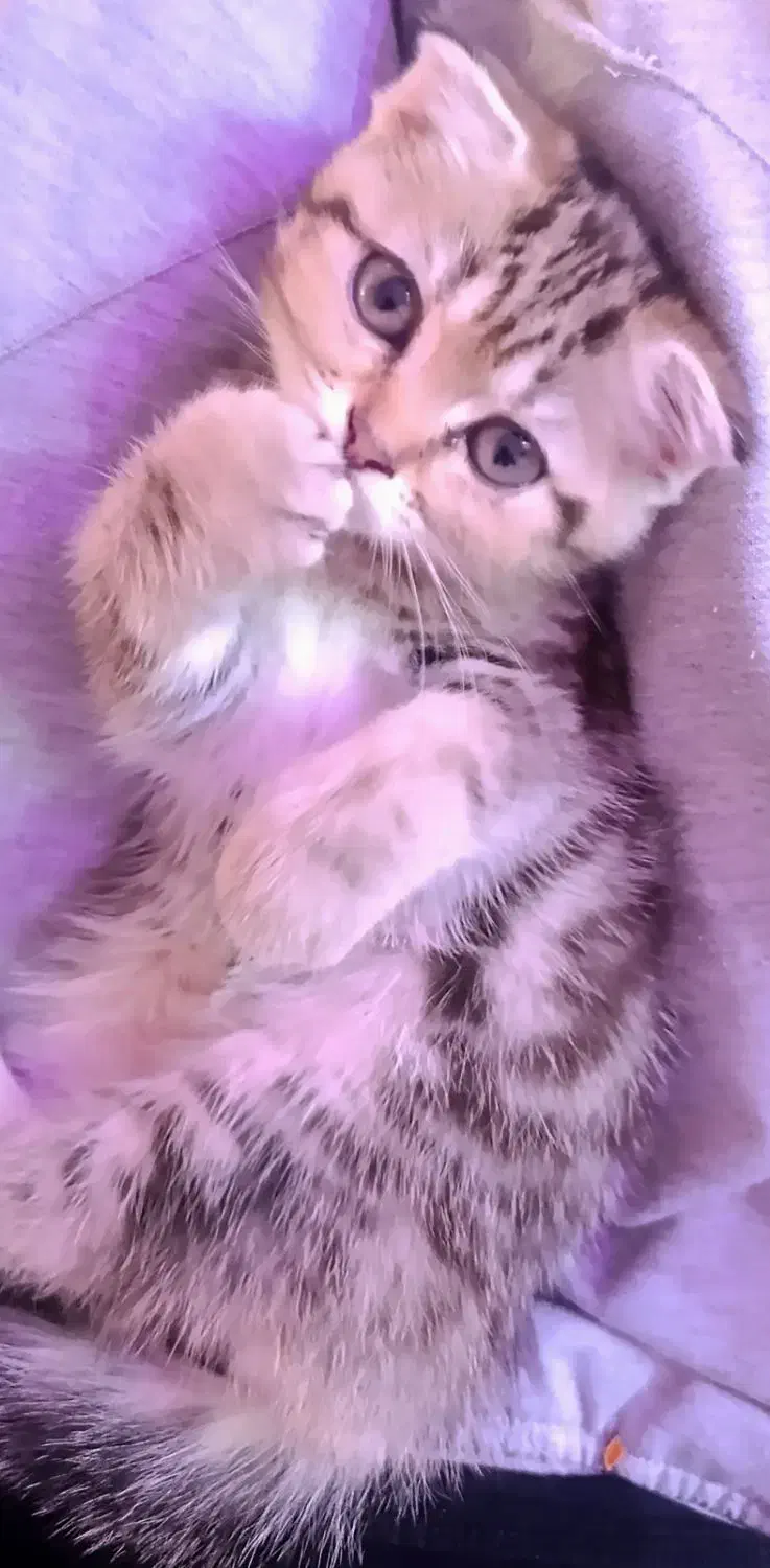 اسکاتیش فولد|گربه|یزد, |دیوار