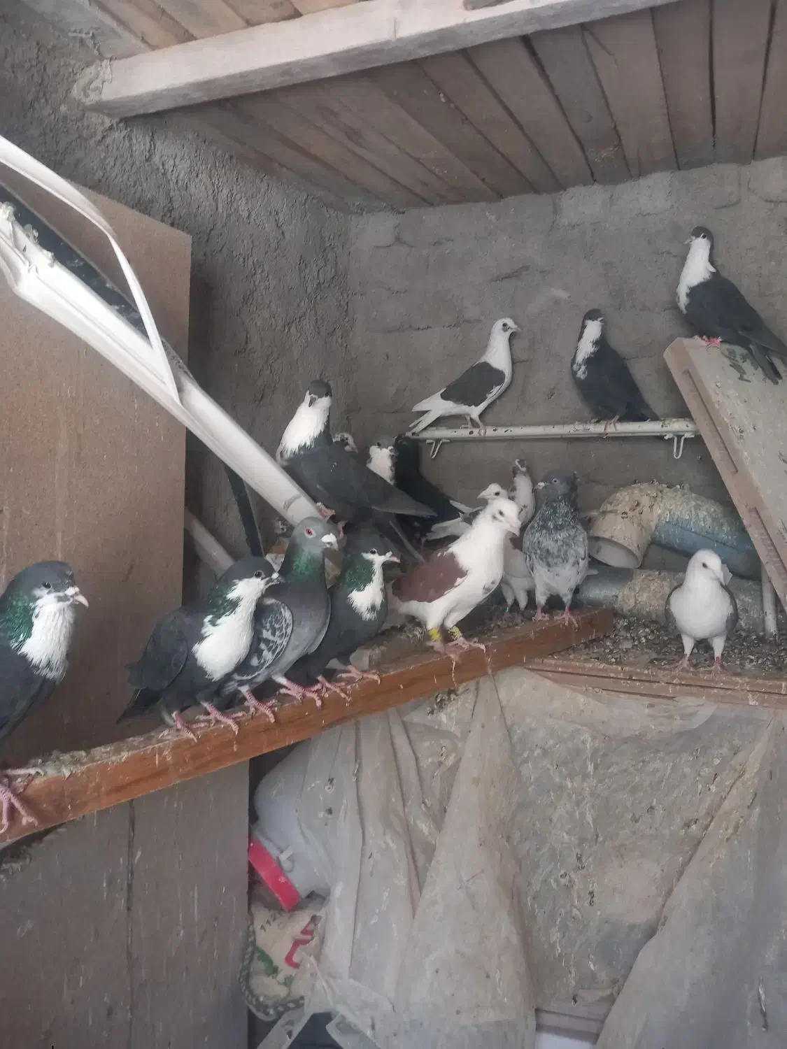 کفتر رنگی|پرنده|تربت‌حیدریه, شهید بهشتی|دیوار