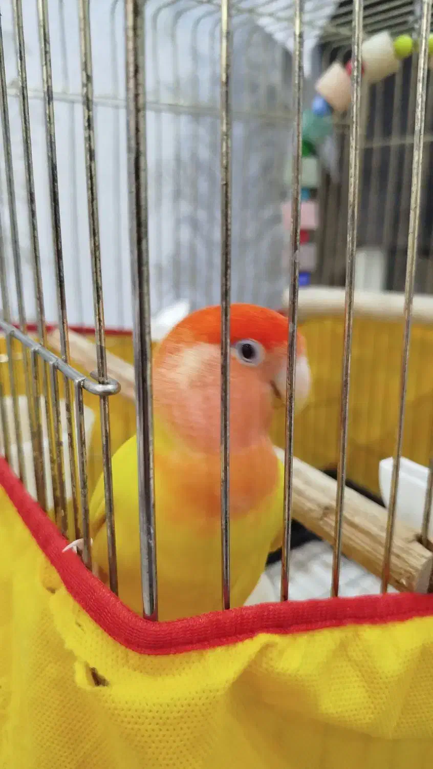 طوطی برزیلی....کوتوله|پرنده|کرج, شهرک نهال و بذر|دیوار