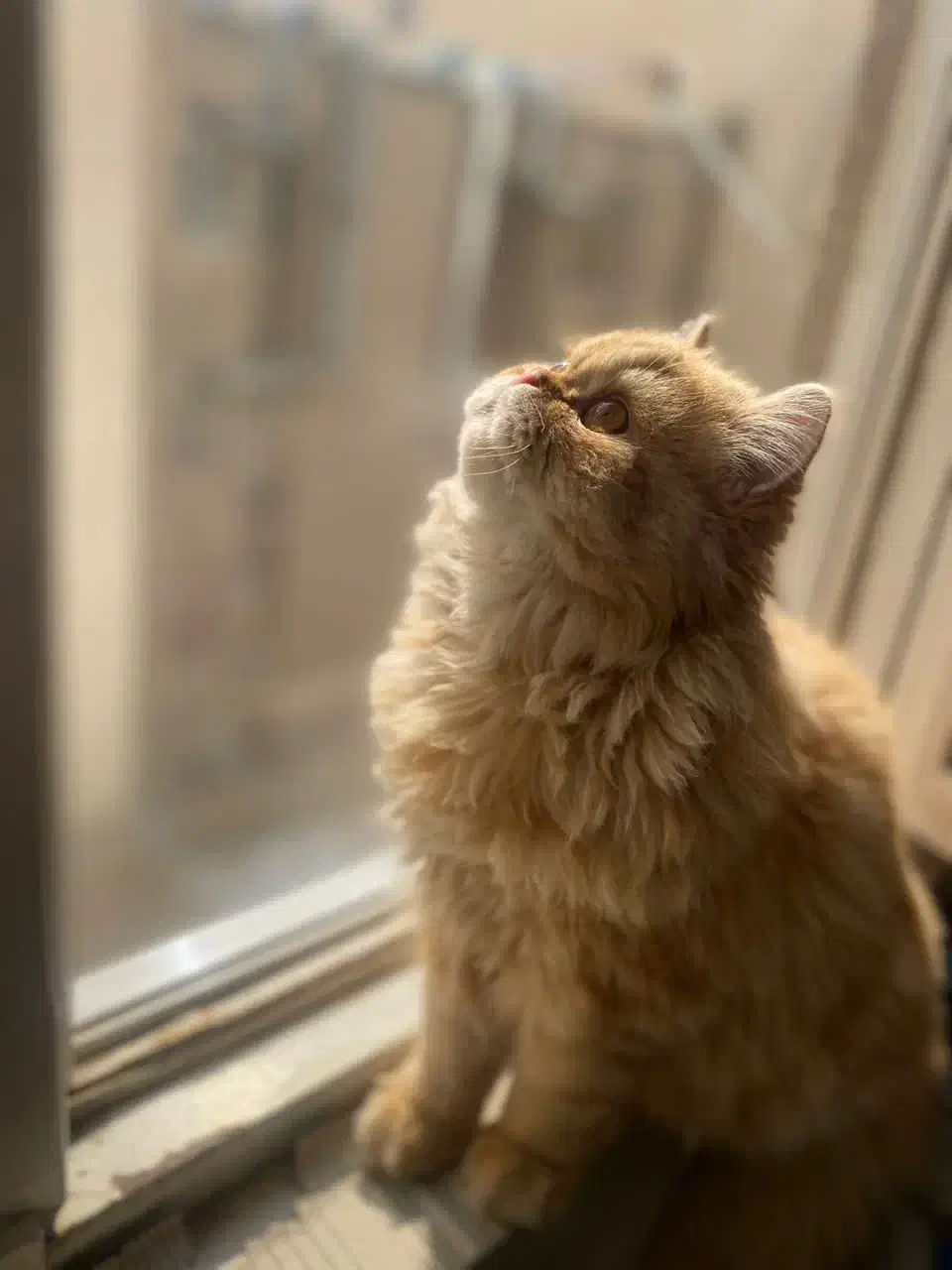 گربه پرشین|گربه|تهران, تهرانپارس غربی|دیوار