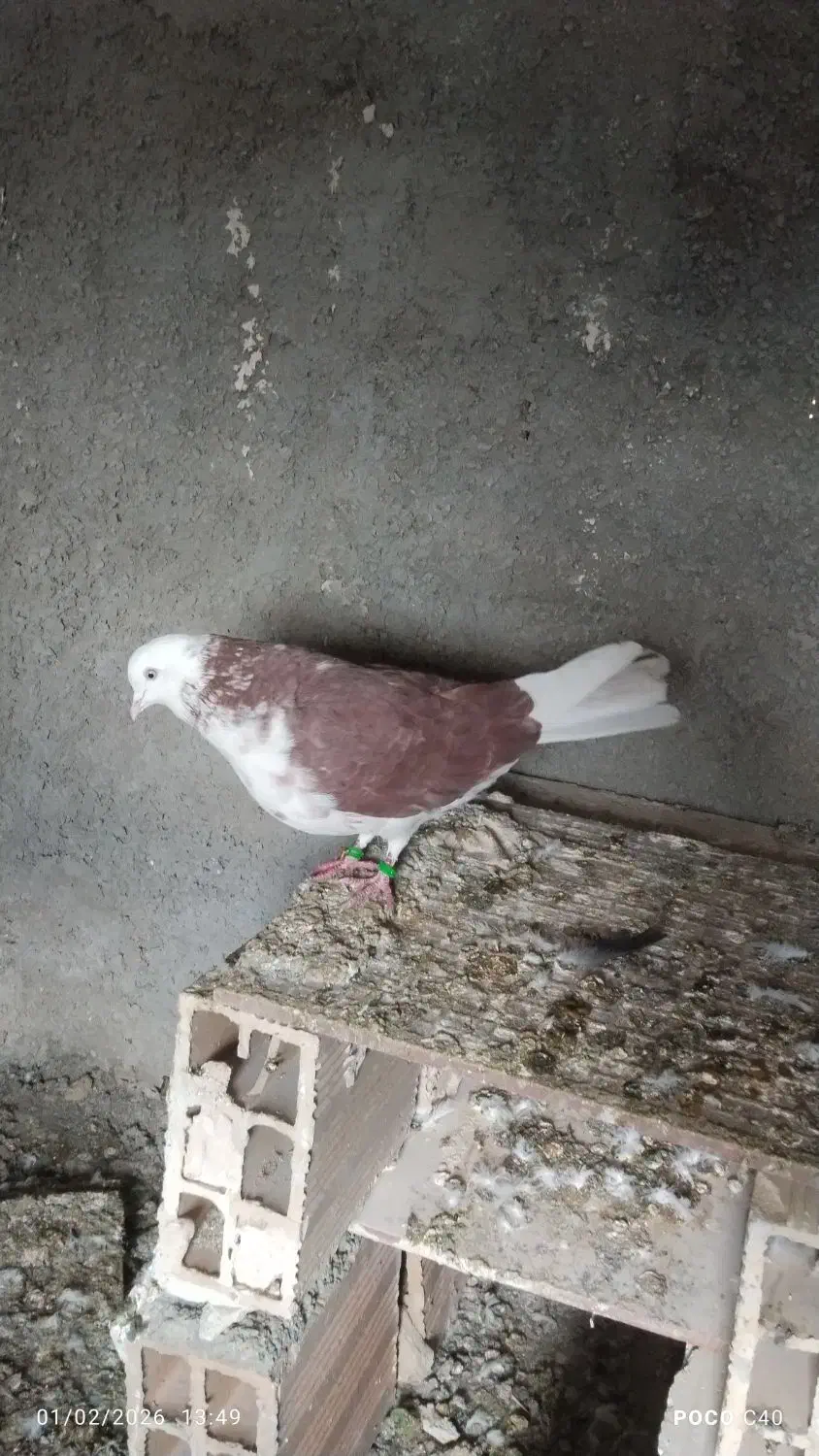 کبوتر گرفتنی|حیوانات|ارومیه, |دیوار