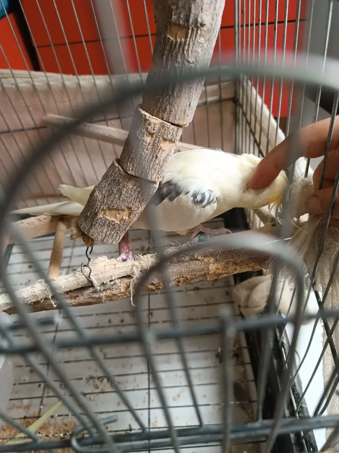 عروس هلندی خاص و کمیاب|پرنده|قائمشهر, |دیوار