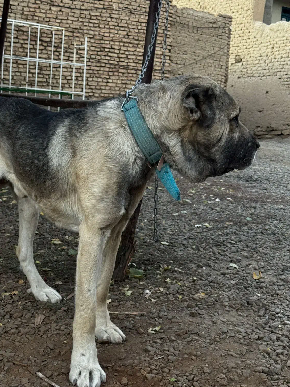 سگ سرابی|سگ|لالجین, |دیوار