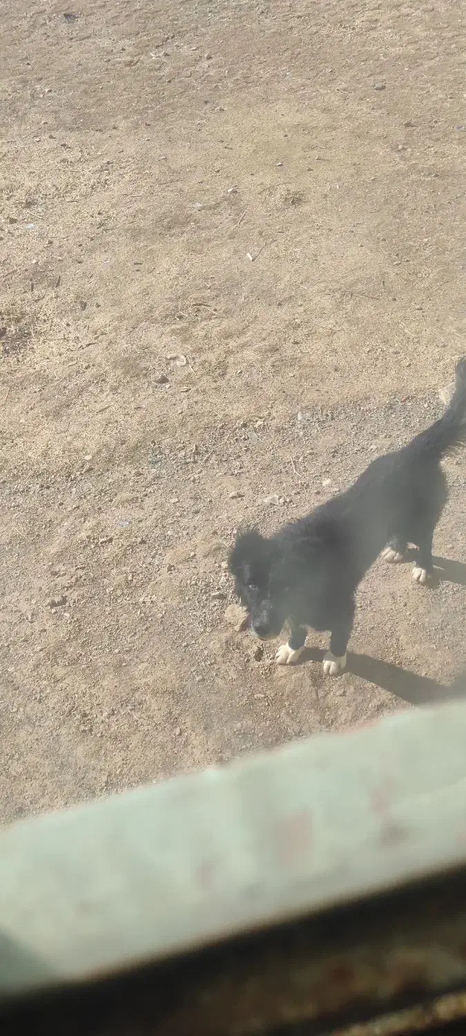 سگ سراب|سگ|نورآباد, |دیوار