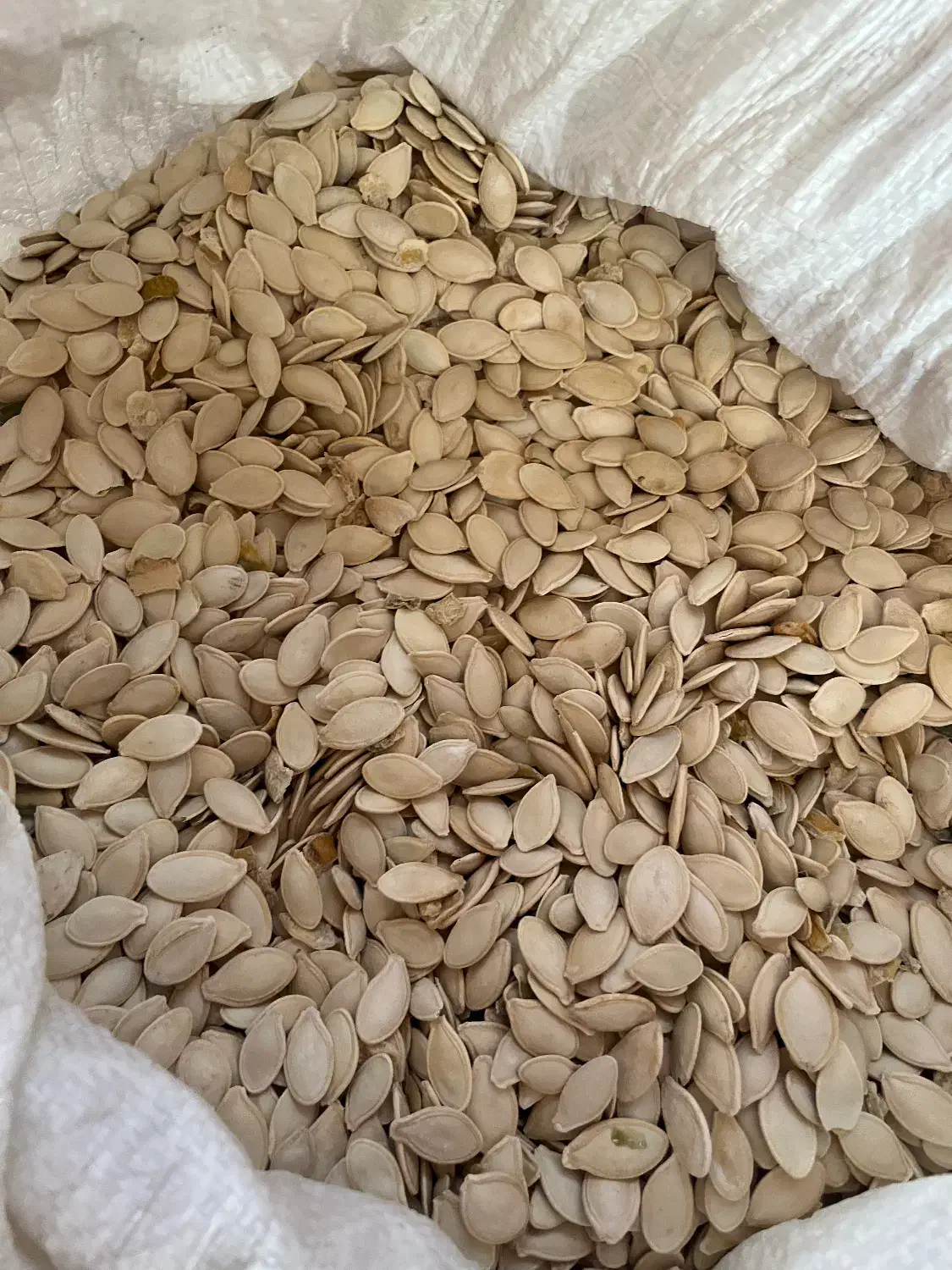 تخم کدو اعلا بوجاری شده|خوردنی و آشامیدنی|حسین آباد, |دیوار