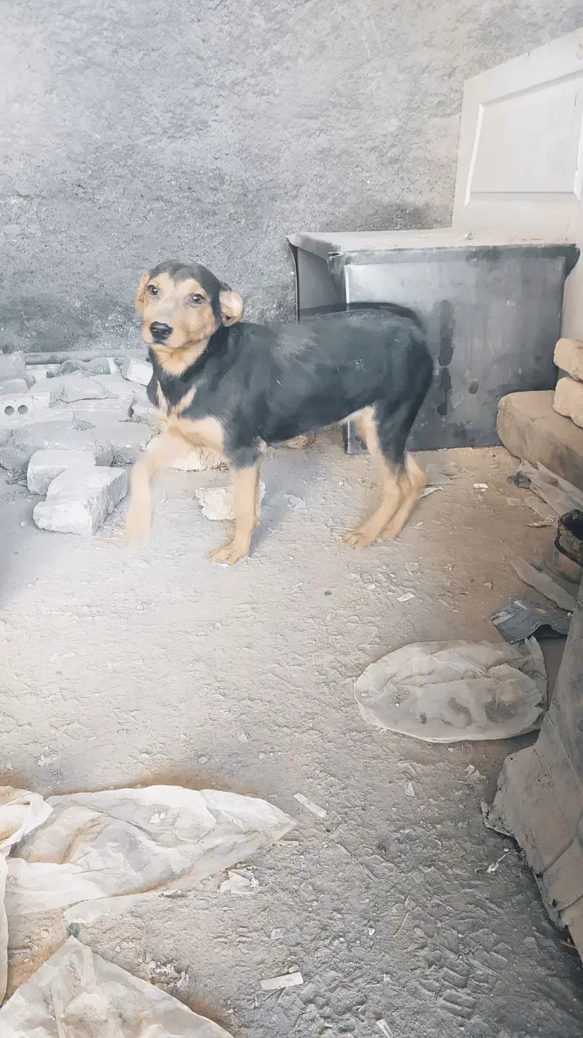 واگذاری سگ|سگ|مشهد, رباط طرق|دیوار