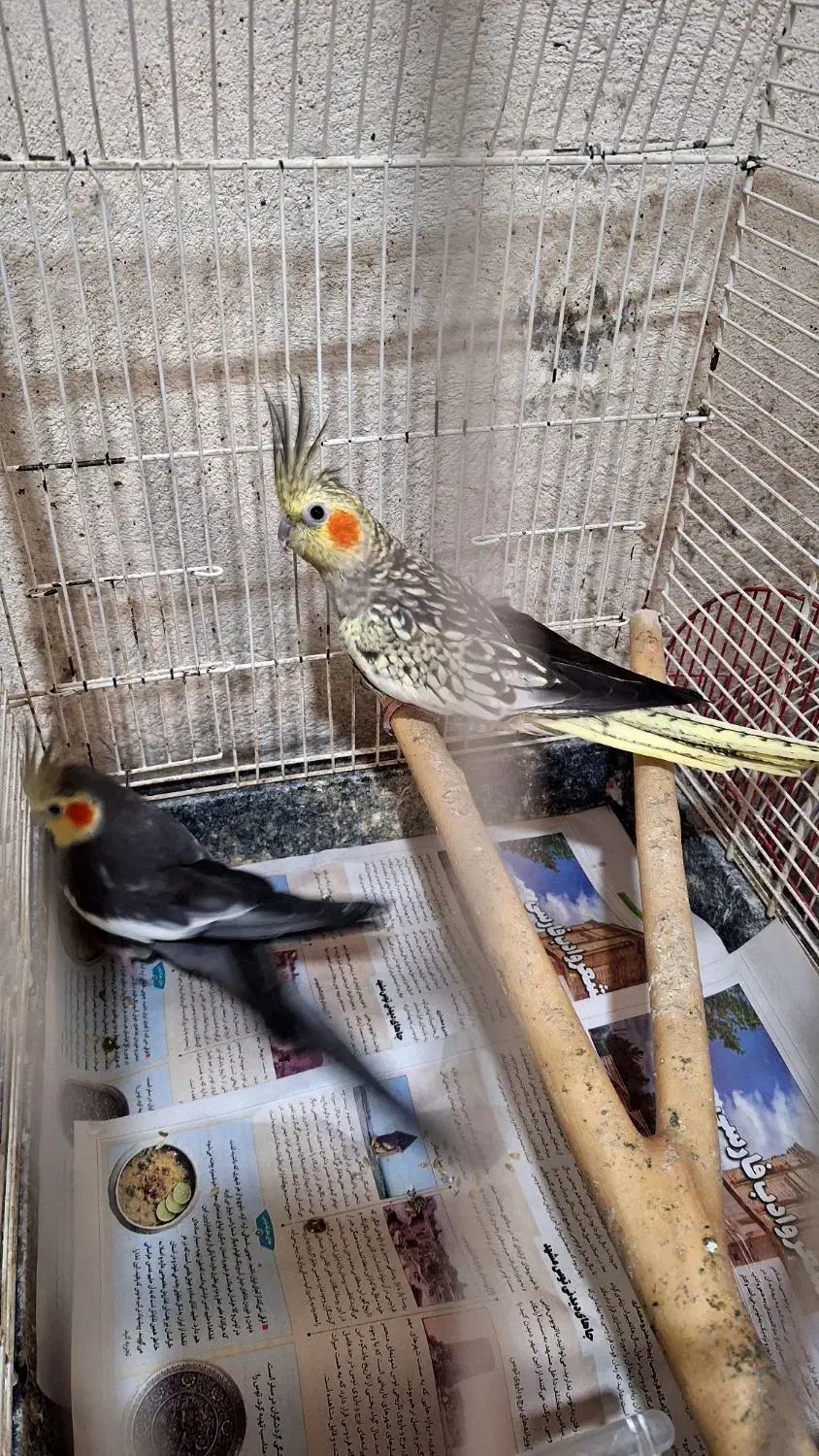 طوطی عروس هلندی|پرنده|رشت, اسماعیل آباد|دیوار