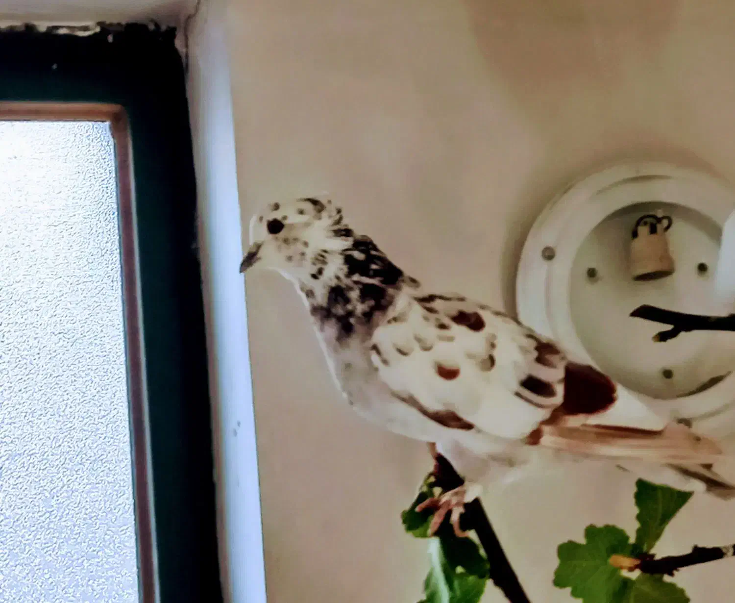 کبوتر تهرانی نر جوان|پرنده|شیراز, رکنآباد|دیوار