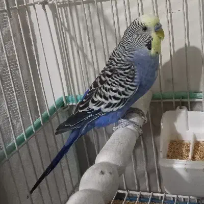 مرغ عشق انگلیسی نر رینبو|پرنده|تهران, مسعودیه|دیوار