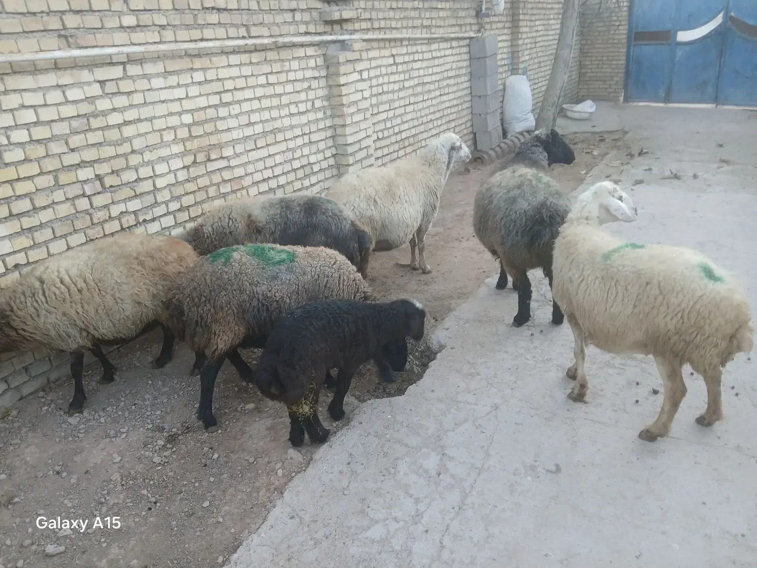 میش داشتی|حیوانات مزرعه|خانمیرزا, |دیوار