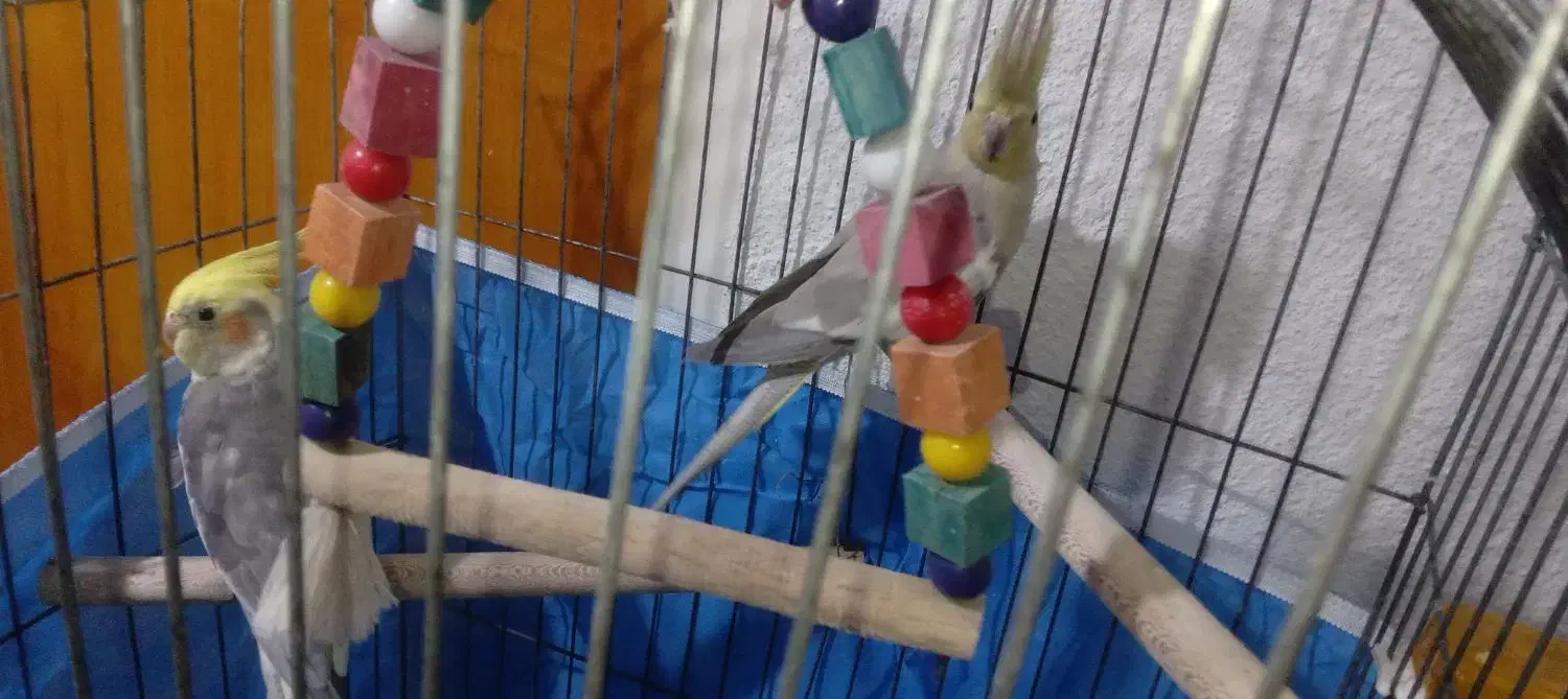 فروشی عروس  هلندی تا چند کلم یادگرفتن  بدو بیا|پرنده|فین, |دیوار