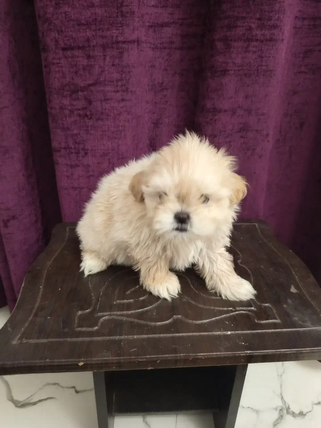 واگذاری یک جفت سگ جداگانه یا باهم.|سگ|فردیس, فردیس|دیوار