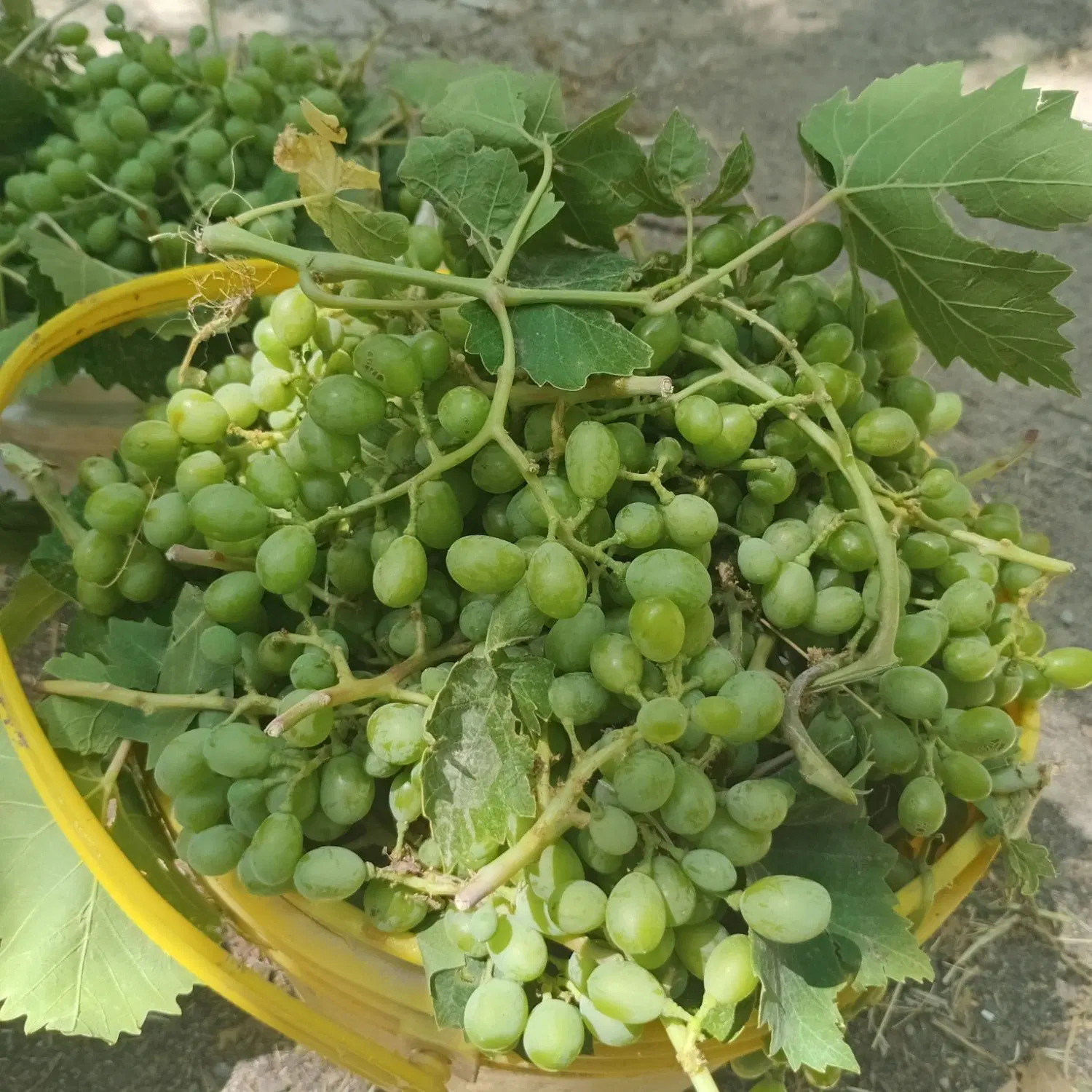 غوره|خوردنی و آشامیدنی|تبریز, |دیوار