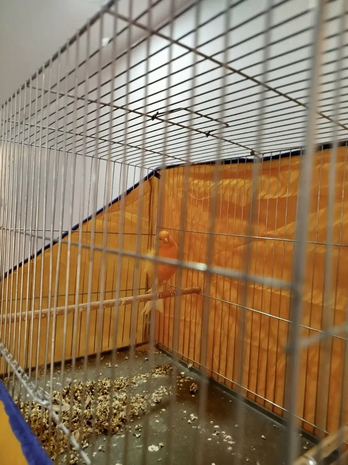 قناری پرتقالی بزرگ بسیار سالم نرباقفس|پرنده|ساوه, |دیوار