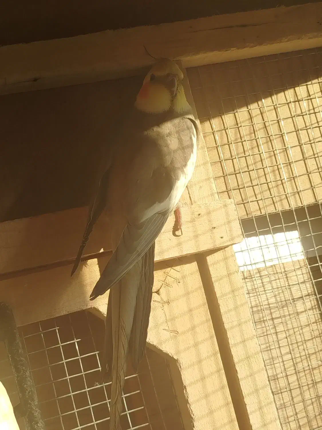 عروس هلندی|پرنده|اسکو, |دیوار