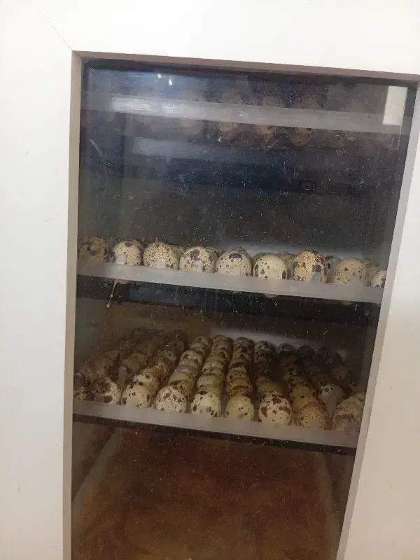 تخم بلدرچین نطفه دار|حیوانات مزرعه|زاهدان, |دیوار