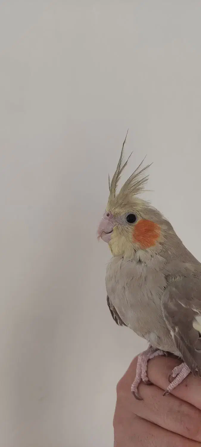 عروس هلندی|پرنده|شیراز, علی آباد|دیوار