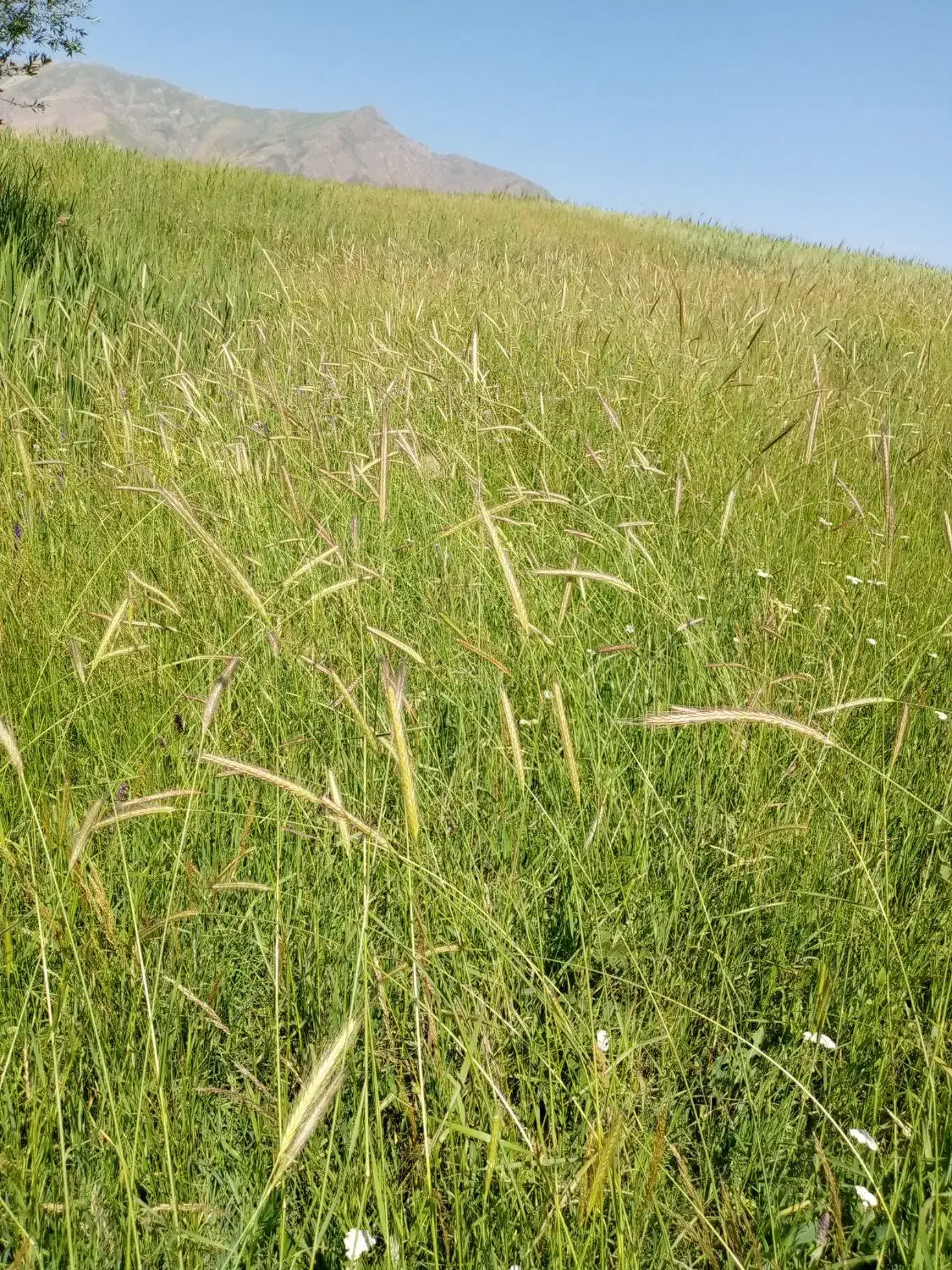 زمین کشاورزی فروشی|فروش دفتر صنعتی، کشاورزی، تجاری|نوشین شهر, |دیوار