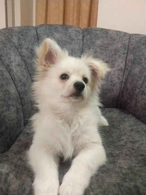 پامر ۴ماهه|سگ|اصفهان, سیچان|دیوار