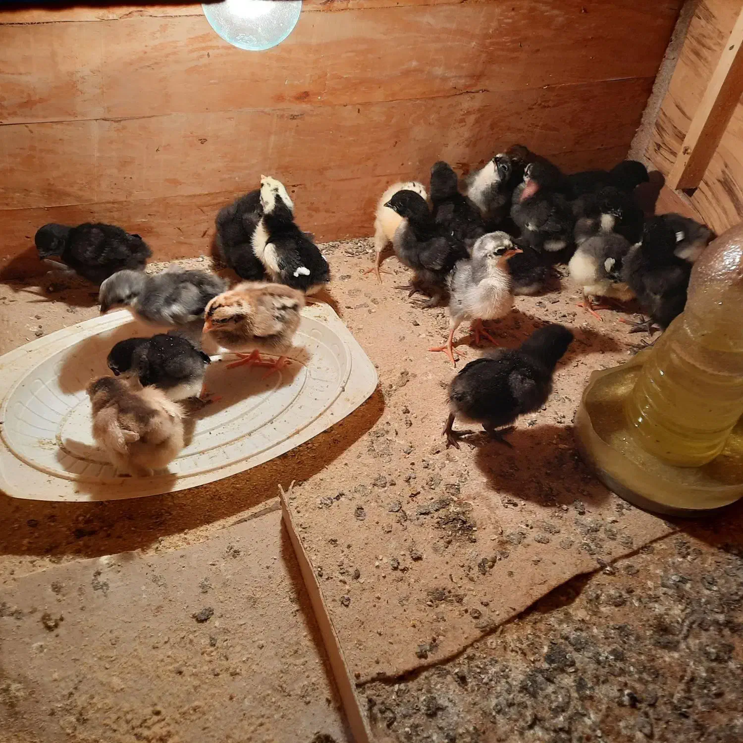 جوجه محلی|حیوانات مزرعه|شبانکاره, |دیوار