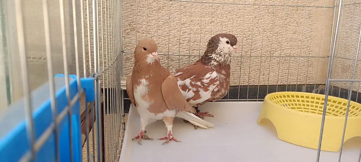 شهری چپ سرور|پرنده|صدرا-فارس, فاز ۱|دیوار