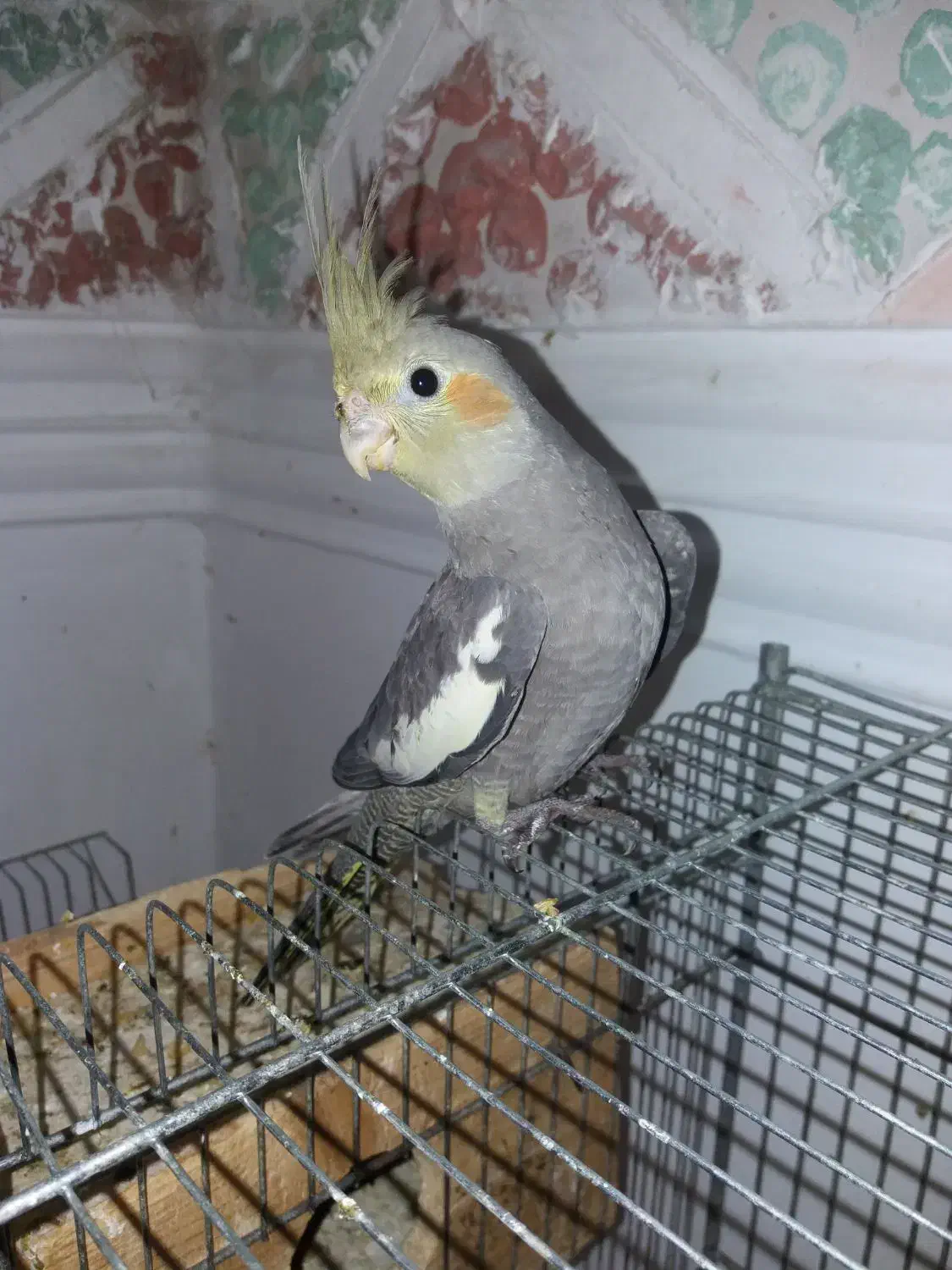 جوجه عروس هلندی دوماهه|پرنده|لاهیجان, آهندان|دیوار