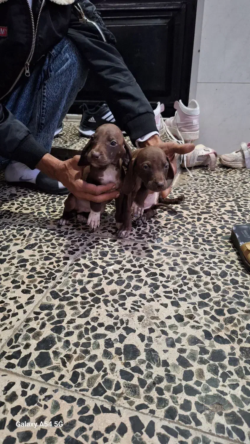 توله سگ شکاری نژاد دار مخصوص دنبلان|سگ|مینودشت, |دیوار