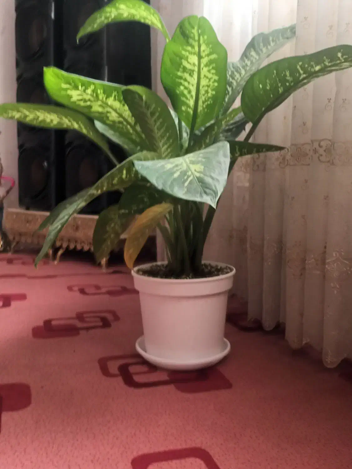 گل دیفن|گل و گیاه طبیعی|قم, ولیعصر|دیوار