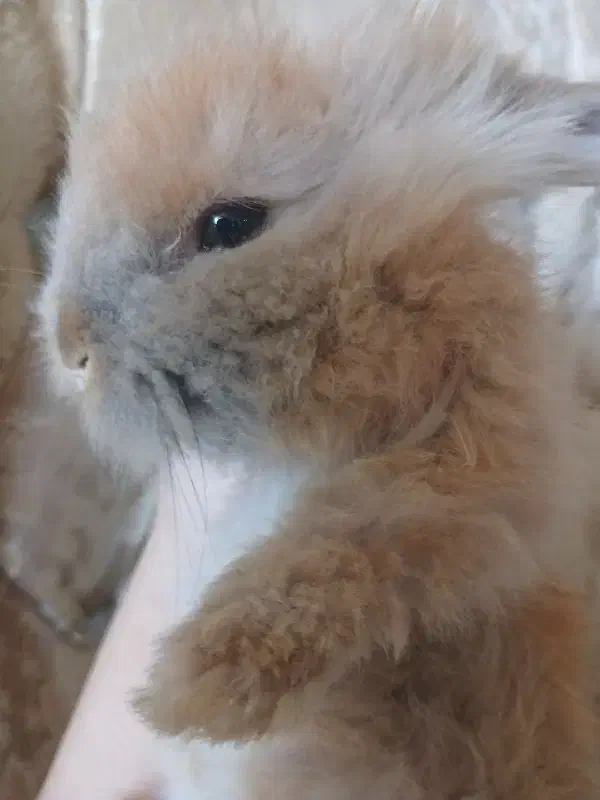 خرگوش لوپ دورگه|موش و خرگوش|فولادشهر, C4|دیوار