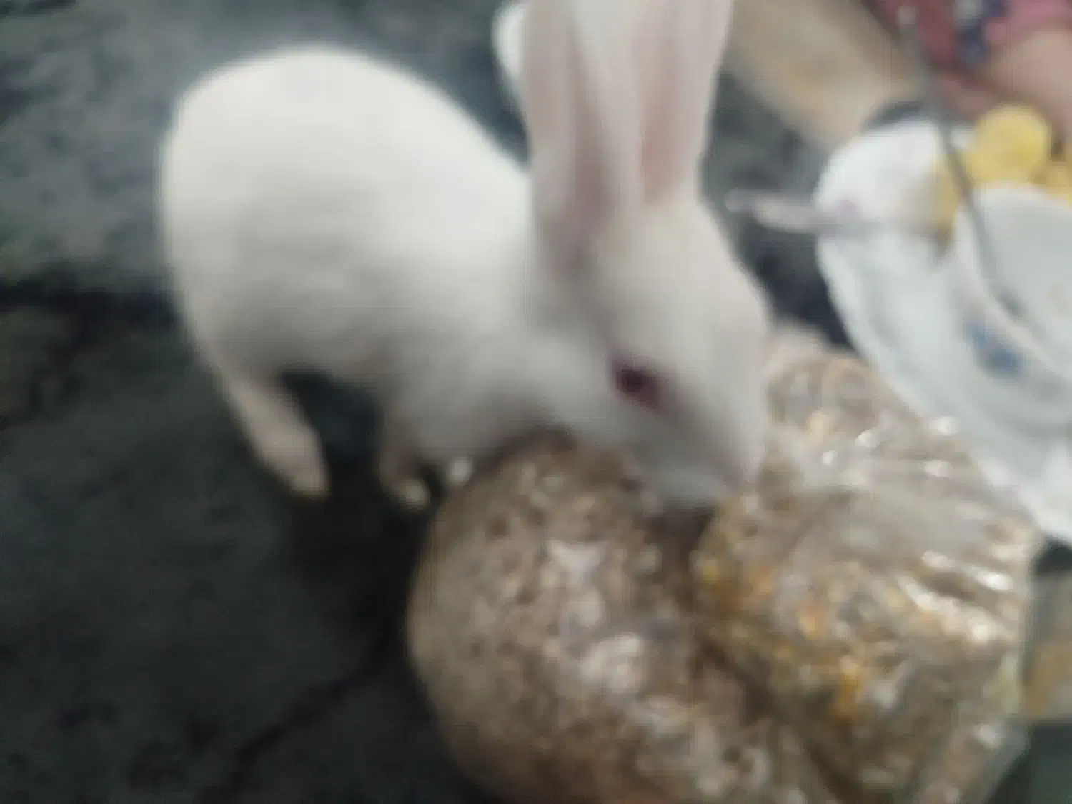 خرگوش|موش و خرگوش|یزد, |دیوار