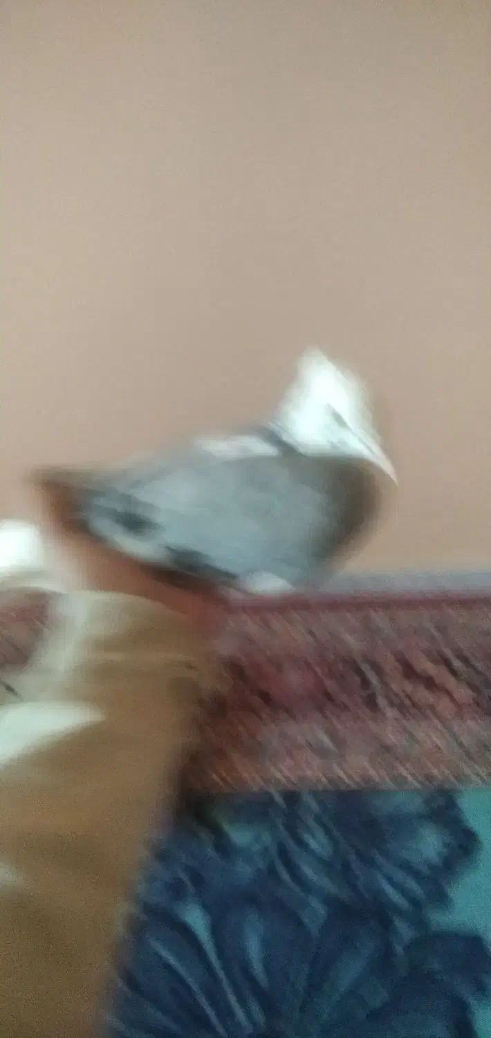 کبوتر شازده|پرنده|کمیجان, |دیوار