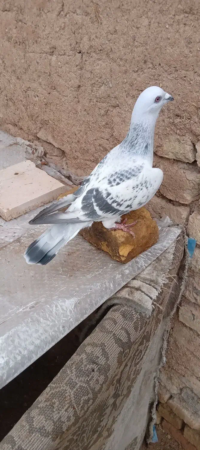 کبوتر فروشی|پرنده|ابهر, |دیوار