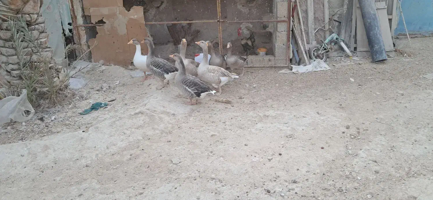 فروش غاز محلی|حیوانات مزرعه|بستک, |دیوار