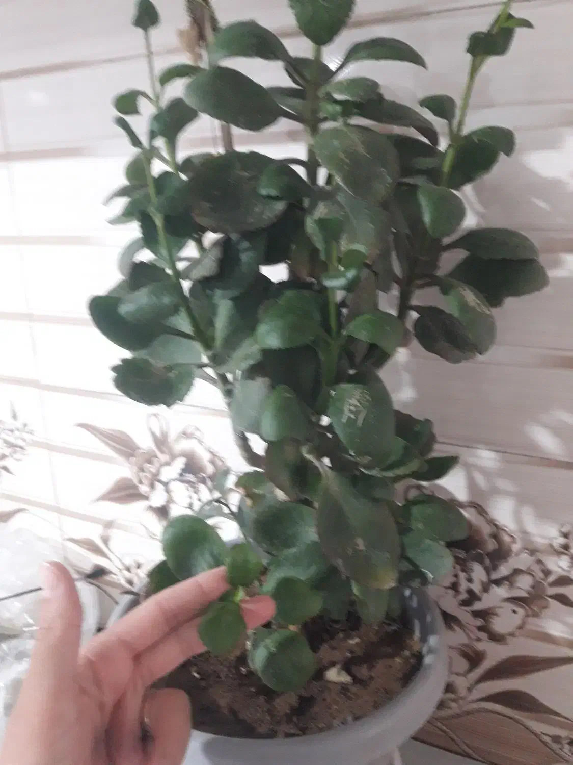 کود|گل و گیاه طبیعی|خرمآباد, |دیوار