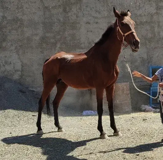 اسب|اسب و تجهیزات اسب‌سواری|جوین, |دیوار