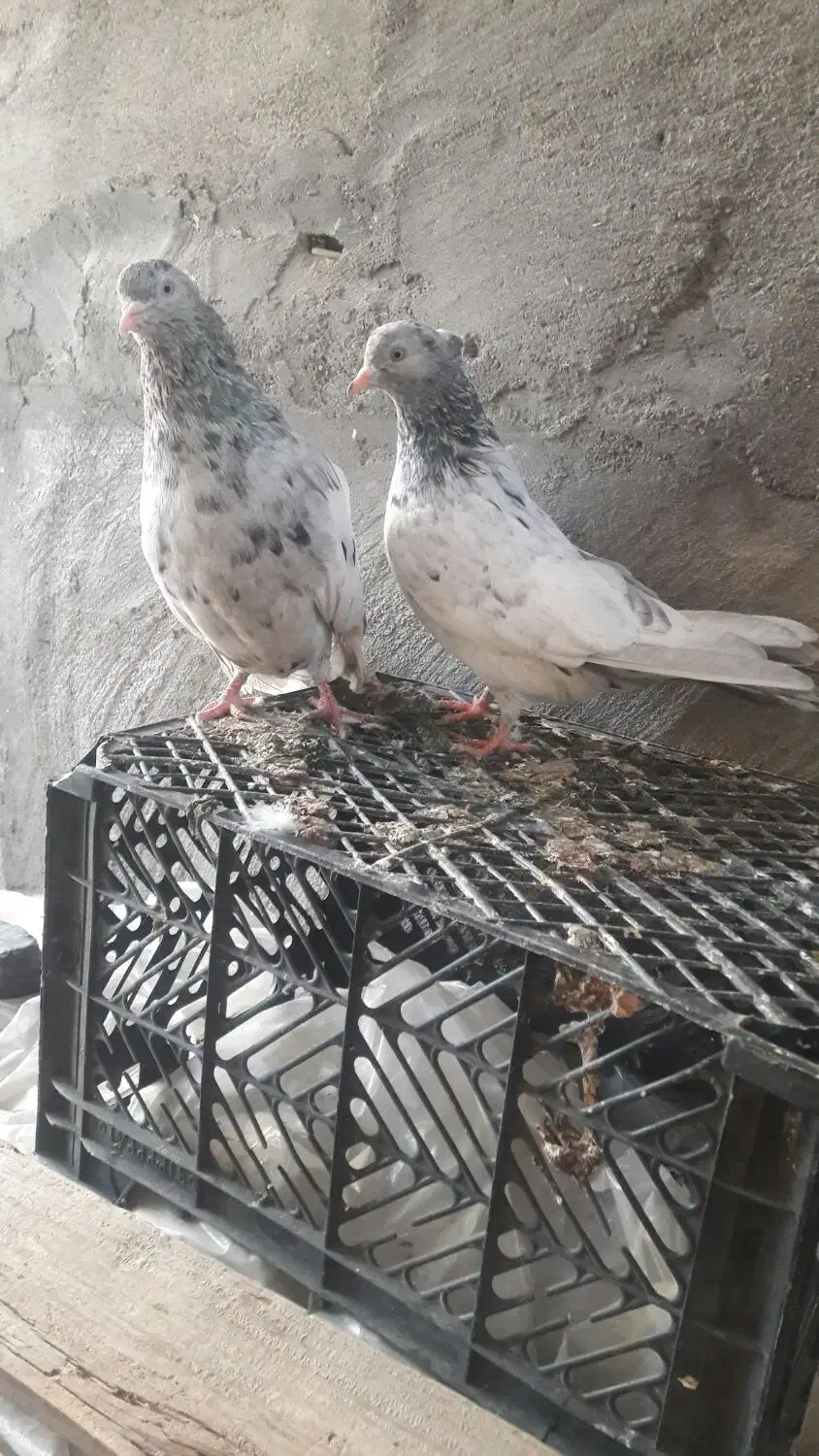 رنگی جفت سینه کوهی و جفت پرستو و پلاکی|پرنده|شوشتر, |دیوار