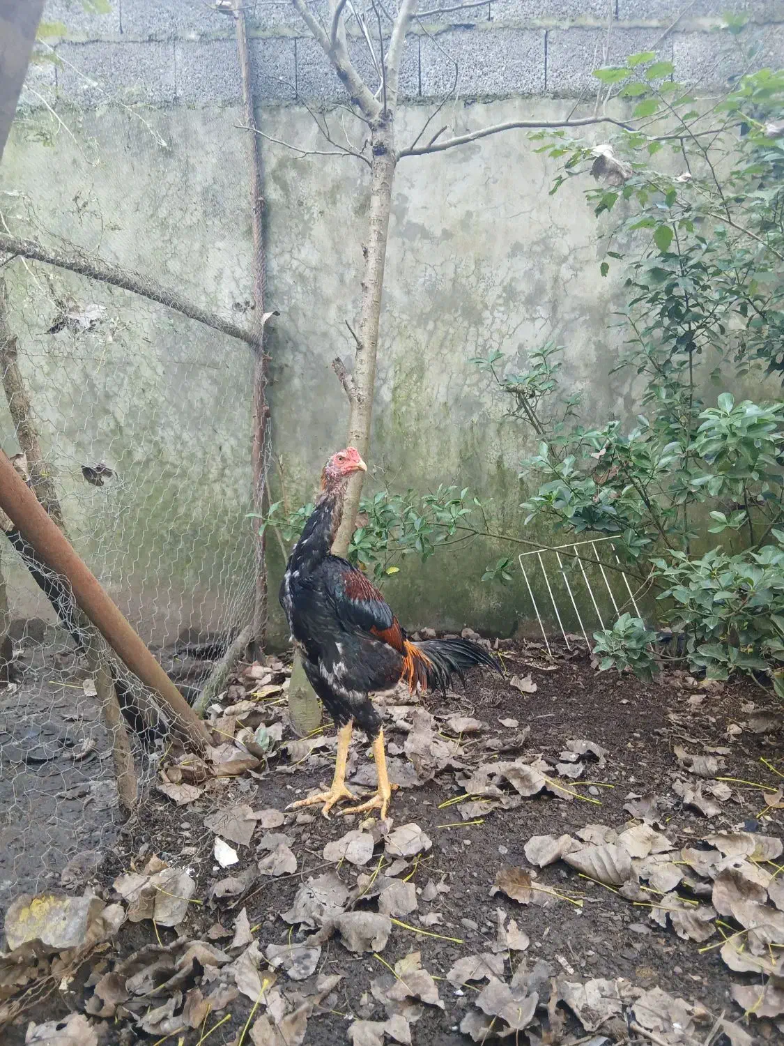 جوجه خروس اوشامو پشت اتیشی(لاری)|حیوانات مزرعه|رشت, سیا اسطلخ|دیوار