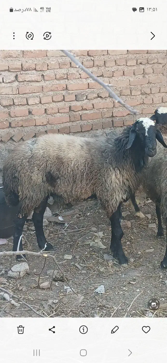 قوچ دودندان شال  .|حیوانات مزرعه|نمین, |دیوار