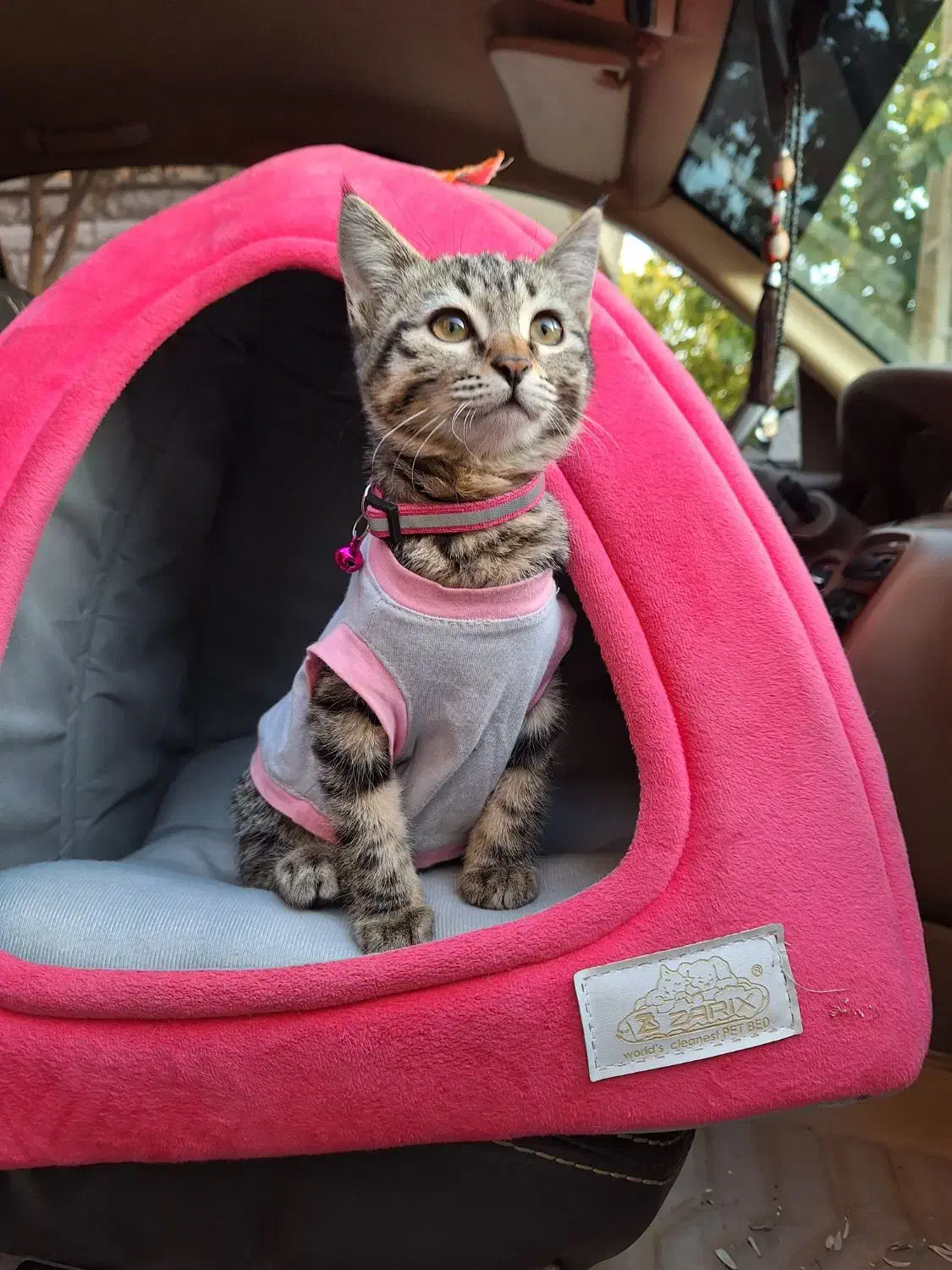 گربه ماده 3ماهه|گربه|اصفهان, سپاهان‌شهر|دیوار