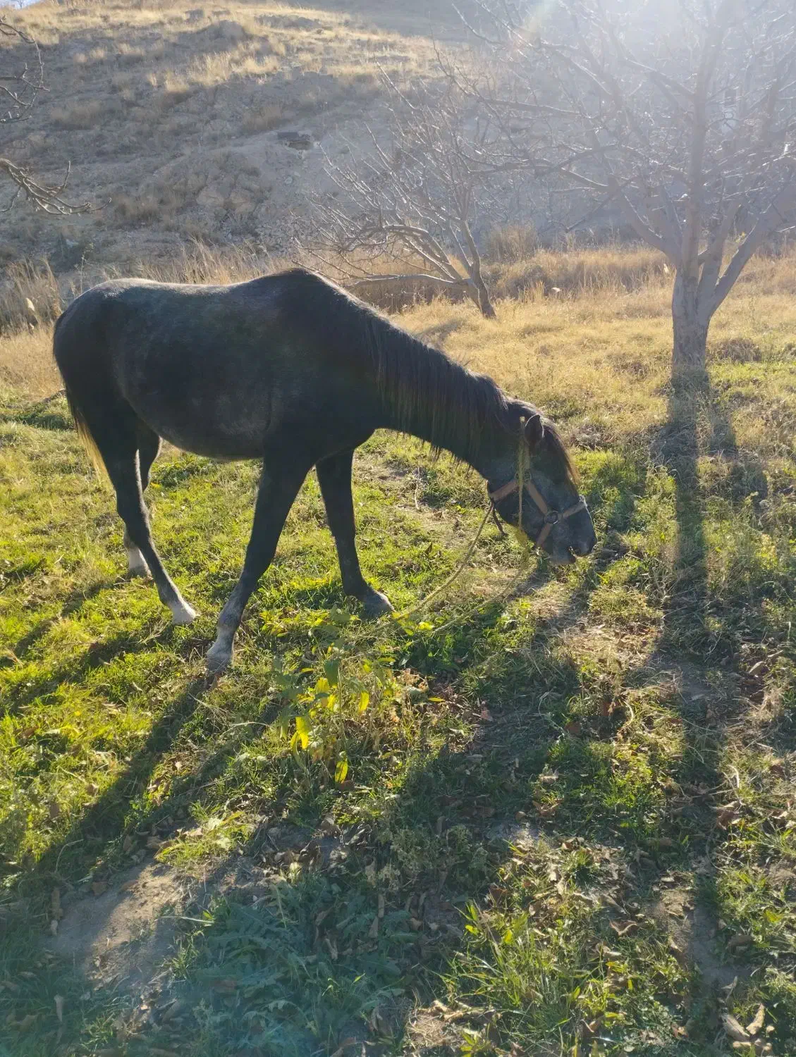 اسب|اسب و تجهیزات اسب‌سواری|اهر, |دیوار