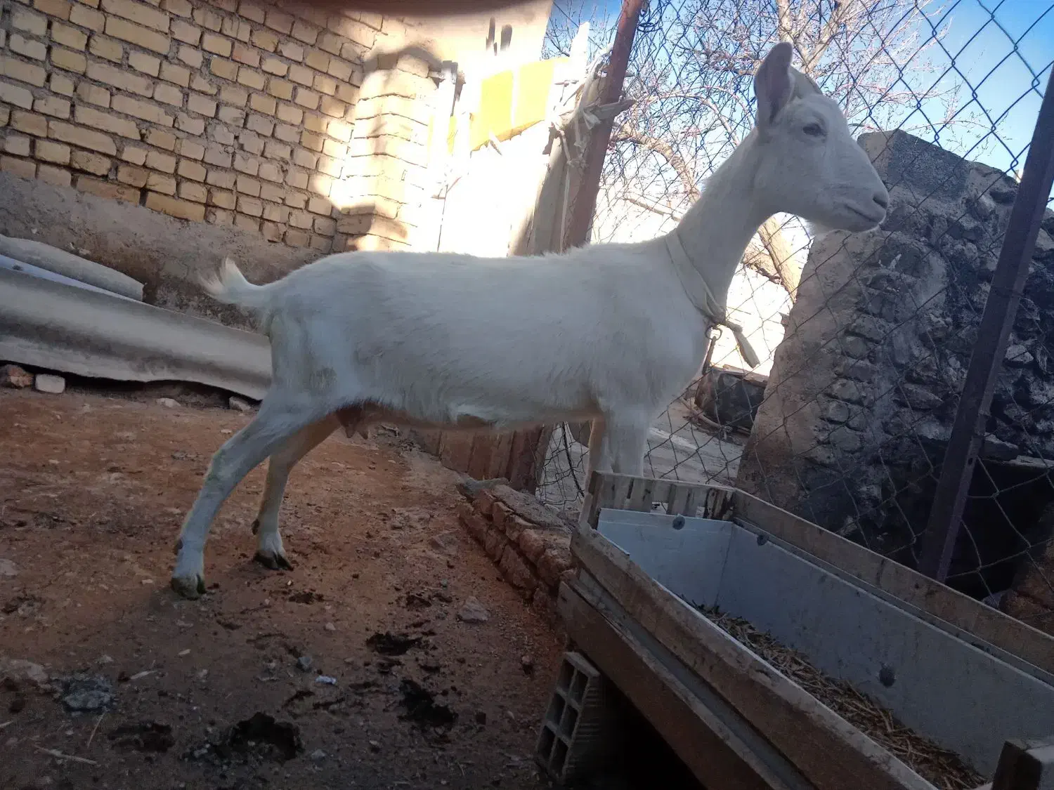 بز سانن|حیوانات مزرعه|سلطانیه, |دیوار