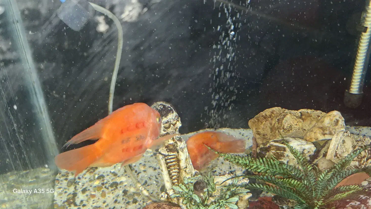 ماهی زینتی|ماهی|ساوه, |دیوار