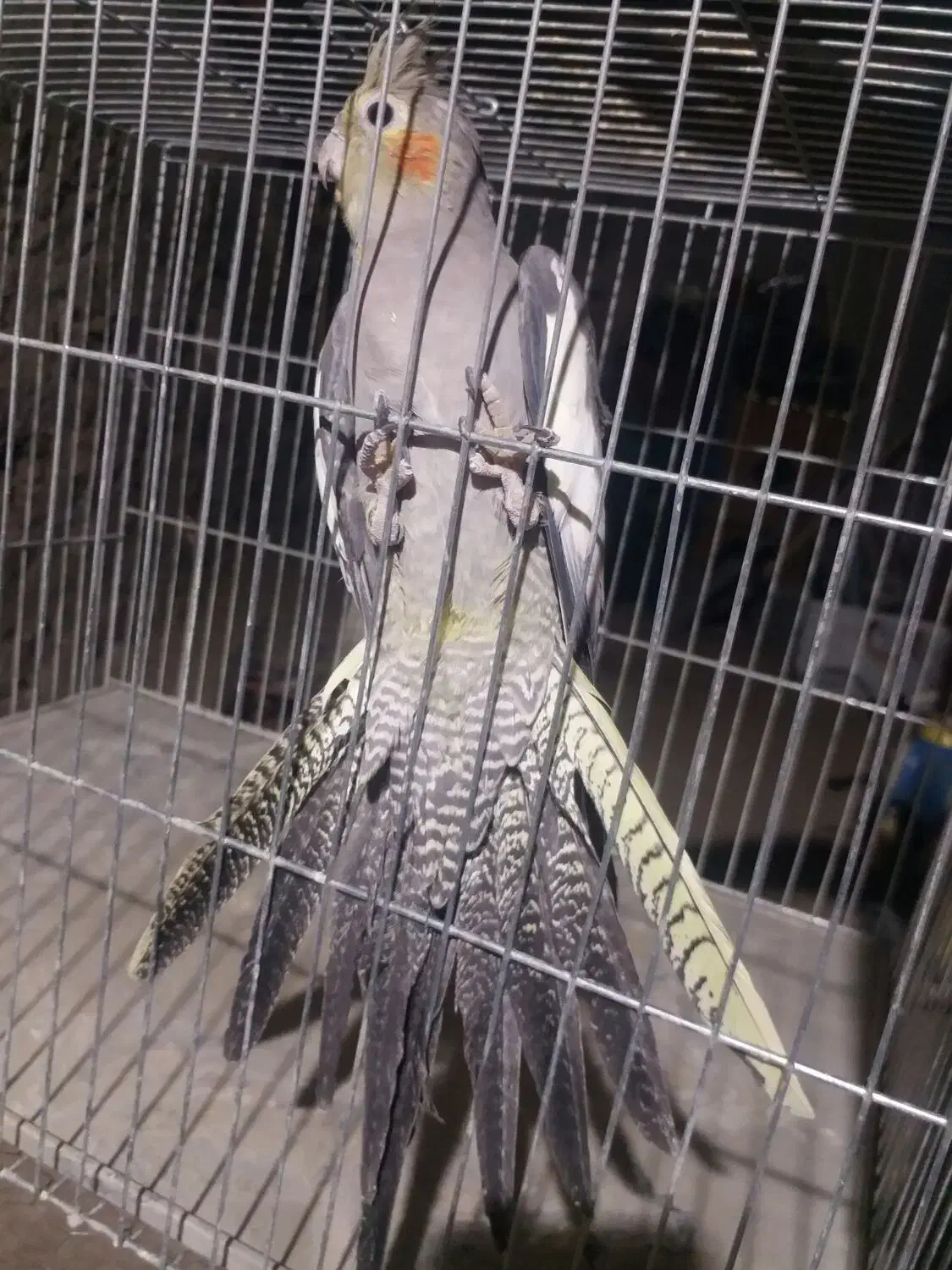 عروس هلندی|پرنده|میاندوآب, |دیوار