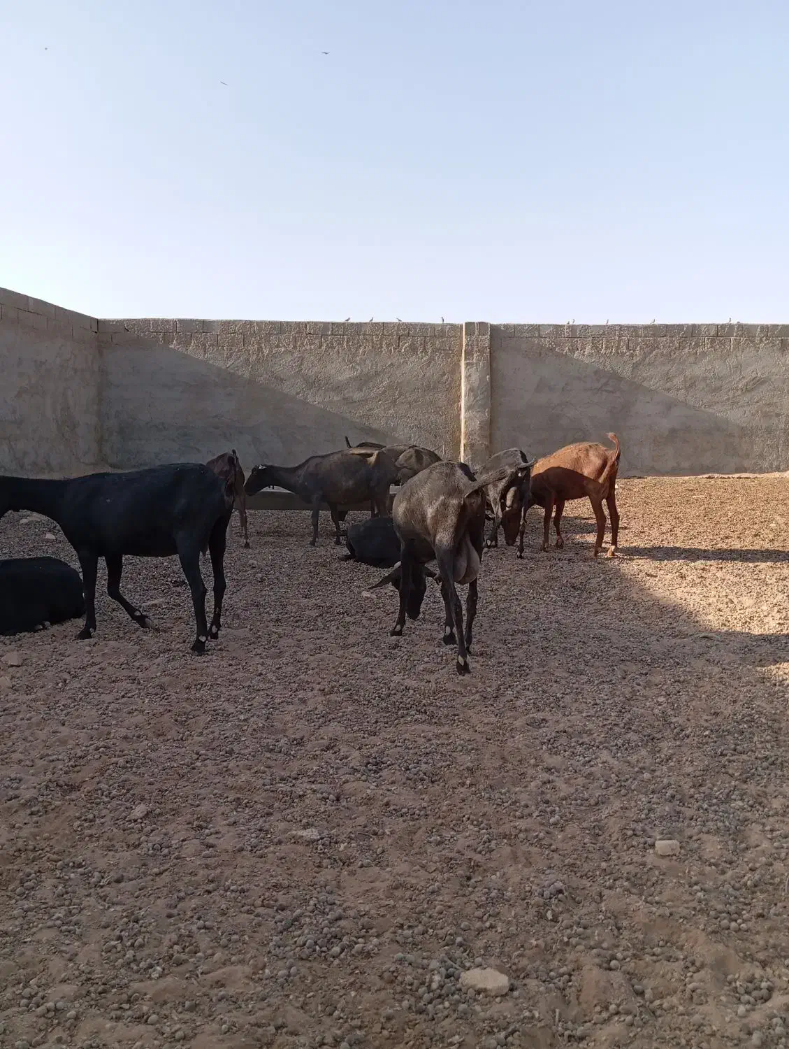 بزمورسیا|حیوانات مزرعه|شهرضا, |دیوار