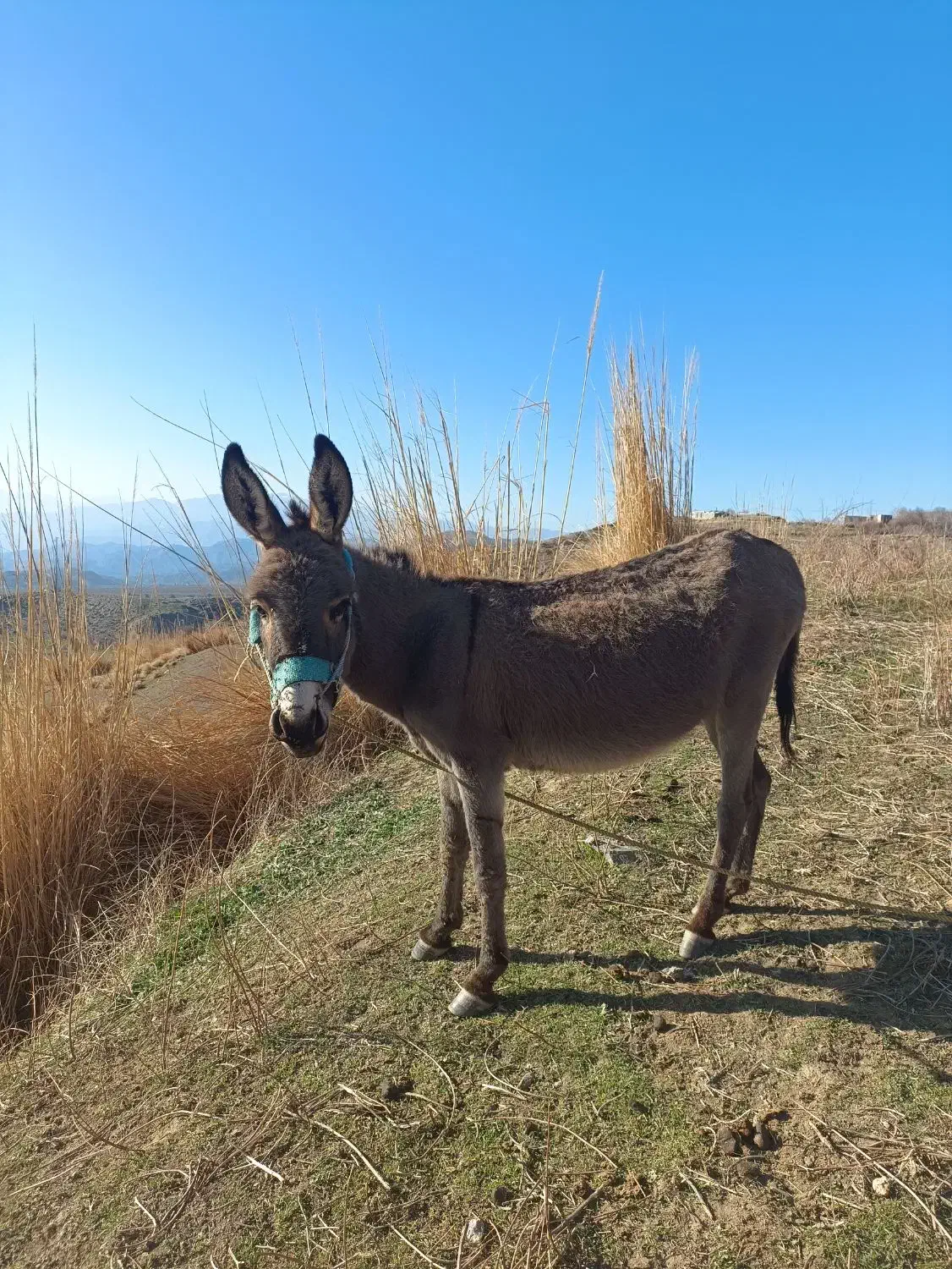 خر ماده|حیوانات مزرعه|جیرفت, |دیوار