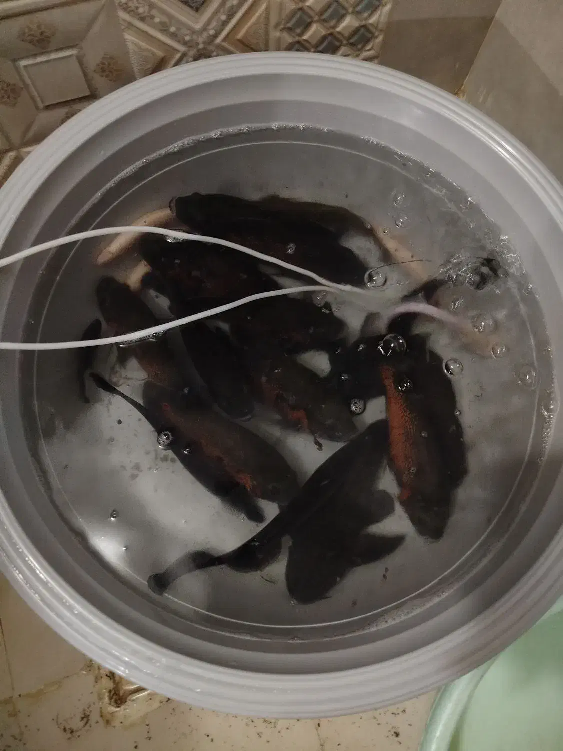 ماهی مانستر|ماهی|شیراز, سلطان آباد|دیوار