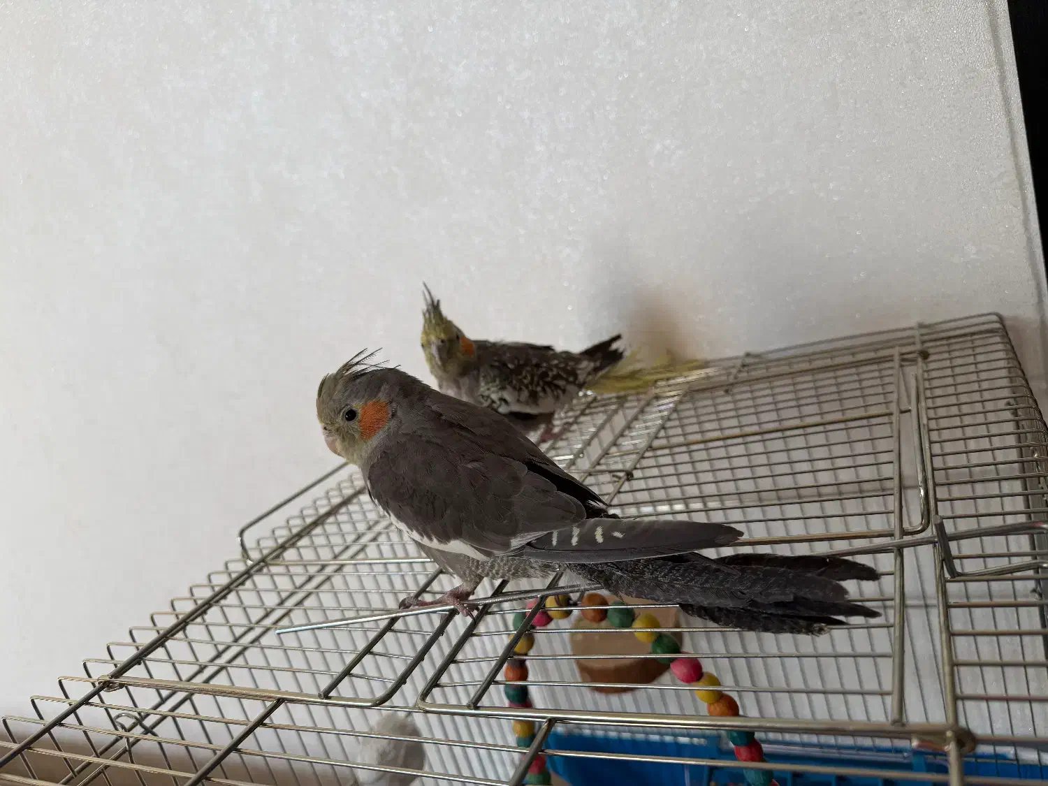 دوعدد عروس هلندی با وسیله کامل|پرنده|پیر بکران, |دیوار