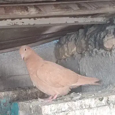 جوجه درجای زرد|پرنده|میناب, |دیوار